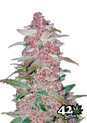Blackberry Auto Seeds FastBuds