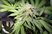 SILVER LINE Purple Punch X Regular Seeds Purple Caper Seeds