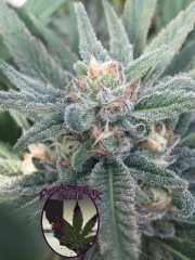 SILVER LINE Purple Caper OG Regular Seeds Purple Caper Seeds