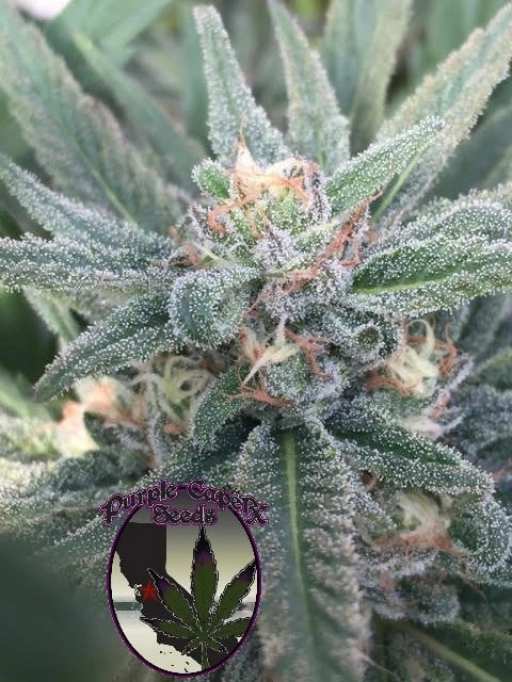 SILVER LINE Purple Caper OG Regular Seeds Purple Caper Seeds