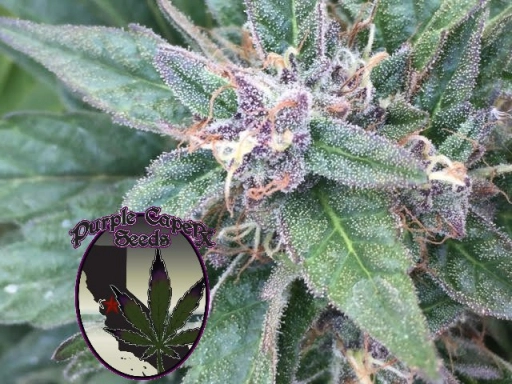SILVER LINE Grandaddy OG Regular Seeds Purple Caper Seeds