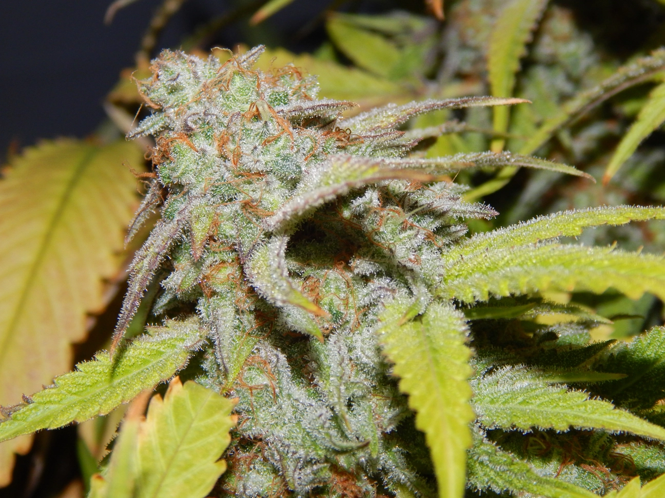SILVER LINE Cookie OG Regular Seeds Purple Caper Seeds