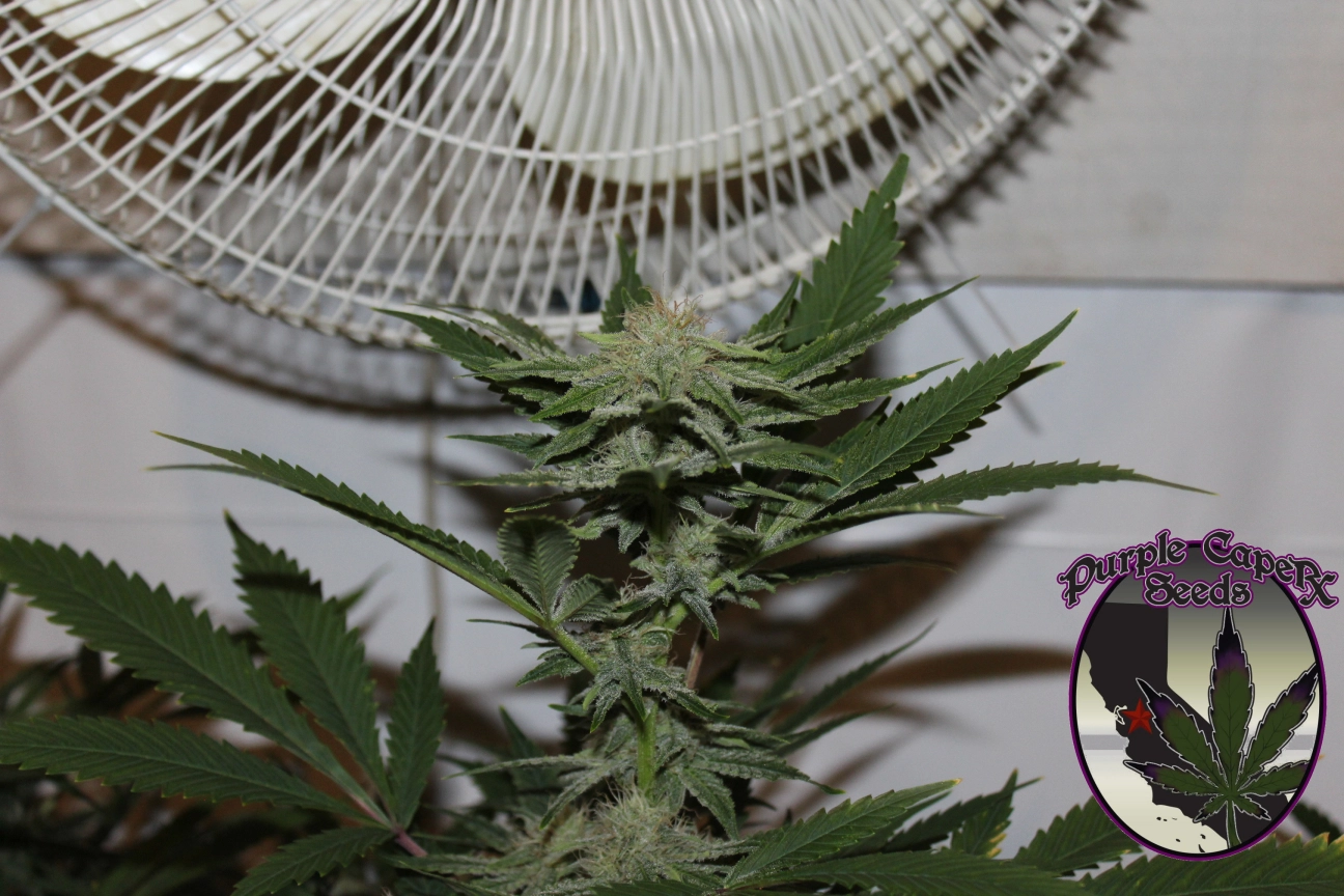 GOLD LINE 4G Regular Seeds Purple Caper Seeds