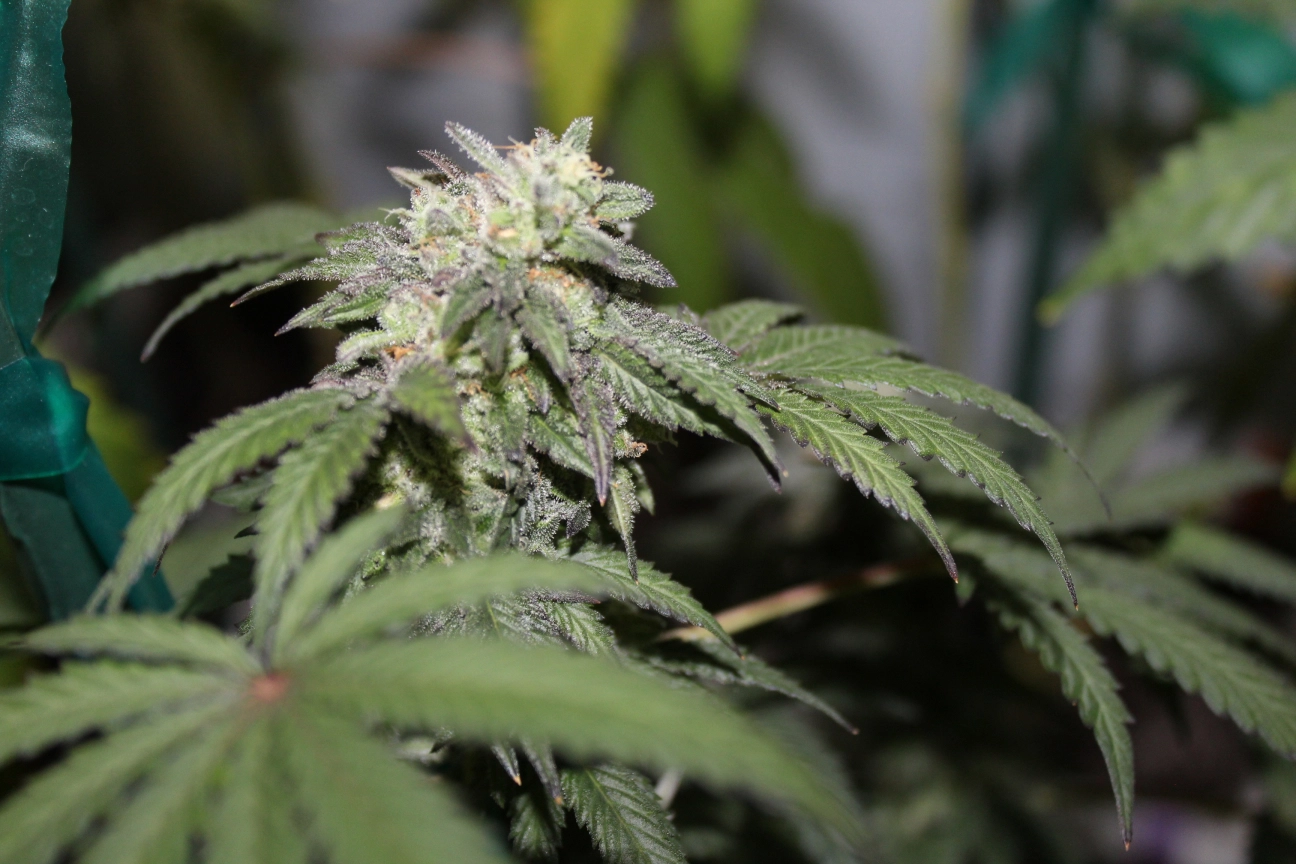 FEMINISED LINE Gelato X Feminized Seeds Purple Caper Seeds