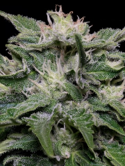 Don Blueberry Auto Auto Seeds Don Avalanche