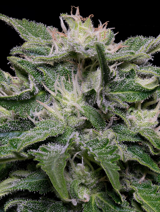 Don Blueberry Auto Auto Seeds Don Avalanche