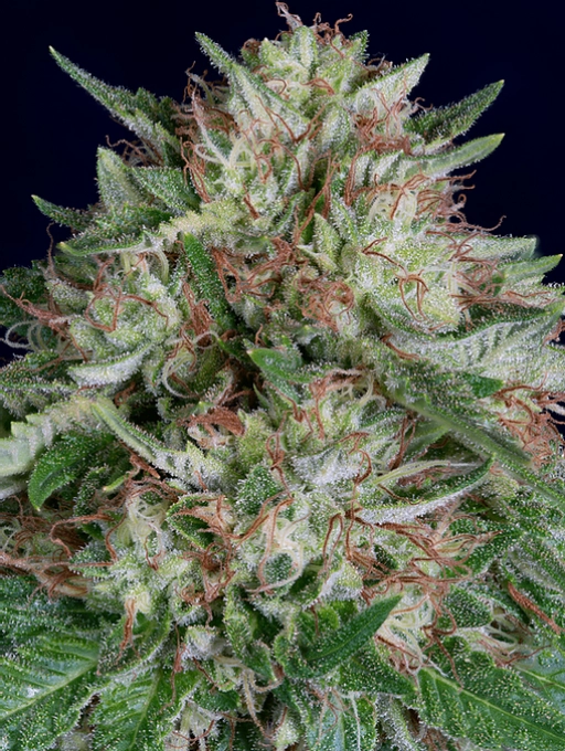 Don AK Auto Auto Seeds Don Avalanche
