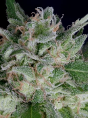 Don OG Kush Auto Auto Seeds Don Avalanche
