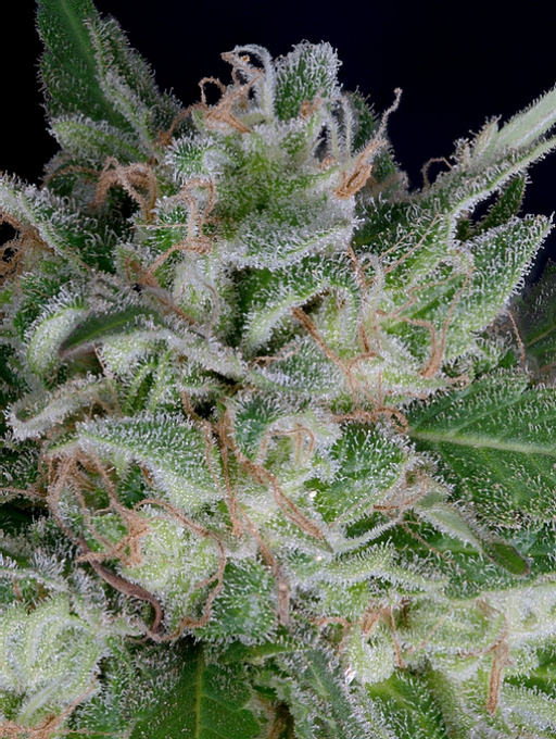 Don OG Kush Auto Auto Seeds Don Avalanche