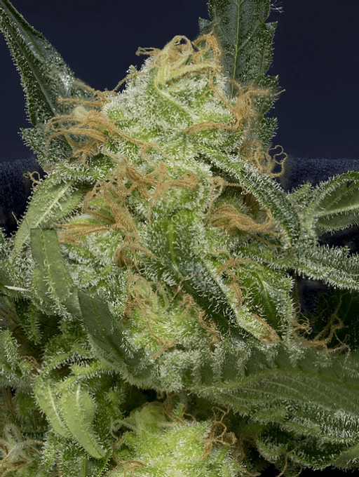 Don Gorilla Glue Auto Auto Seeds Don Avalanche