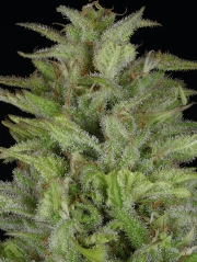 Don Gelato Auto Auto Seeds Don Avalanche