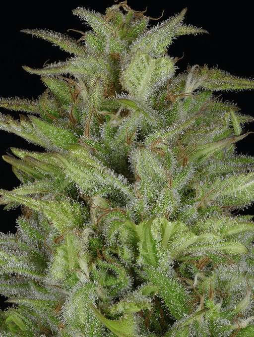 Don Gelato Auto Auto Seeds Don Avalanche