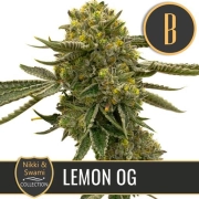 Nikki Swamis Lemon OG Feminized Seeds BlimBurn Seeds