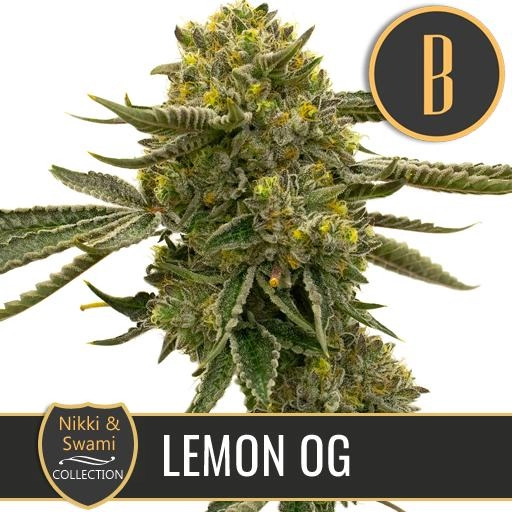 Nikki Swamis Lemon OG Feminized Seeds BlimBurn Seeds