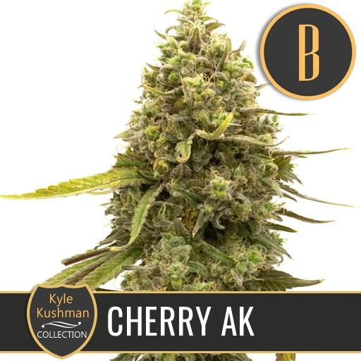 Kyle Kushmans Cherry AK Feminized Seeds BlimBurn Seeds