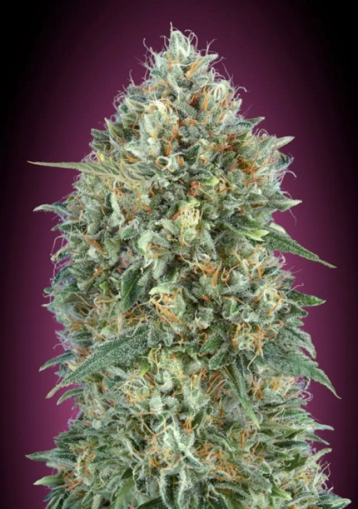 Gelato 33 Auto Auto Seeds Advanced Seeds