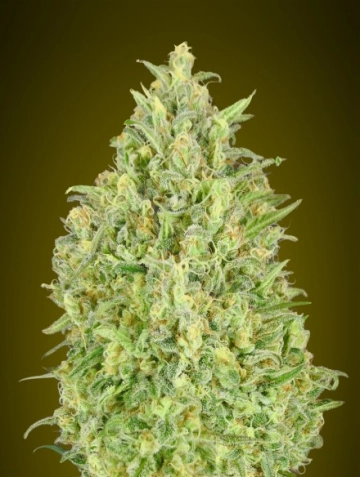 Pineapple Glue Auto Auto Seeds Advanced Seeds