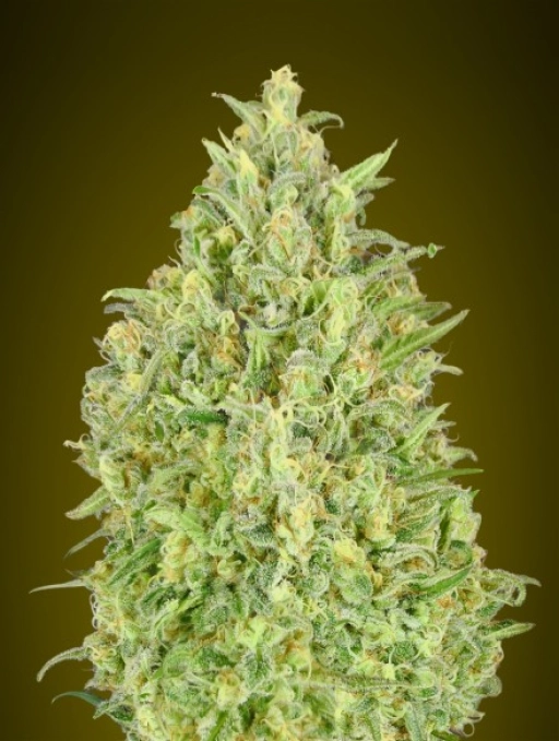 Pineapple Glue Auto Auto Seeds Advanced Seeds