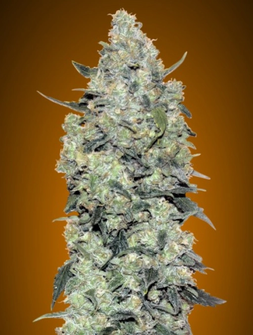 Critical Mass Auto Auto Seeds Advanced Seeds