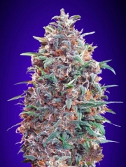 Purple Diesel Auto Auto Seeds Advanced Seeds