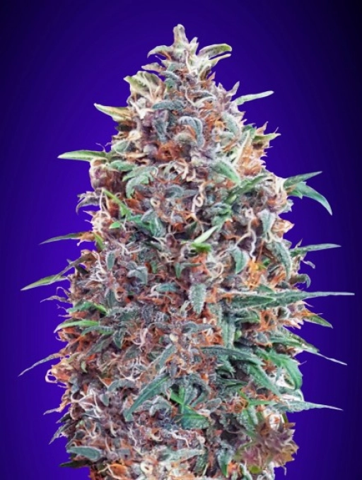 Purple Diesel Auto Auto Seeds Advanced Seeds