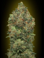 Critical Soma Auto Auto Seeds Advanced Seeds