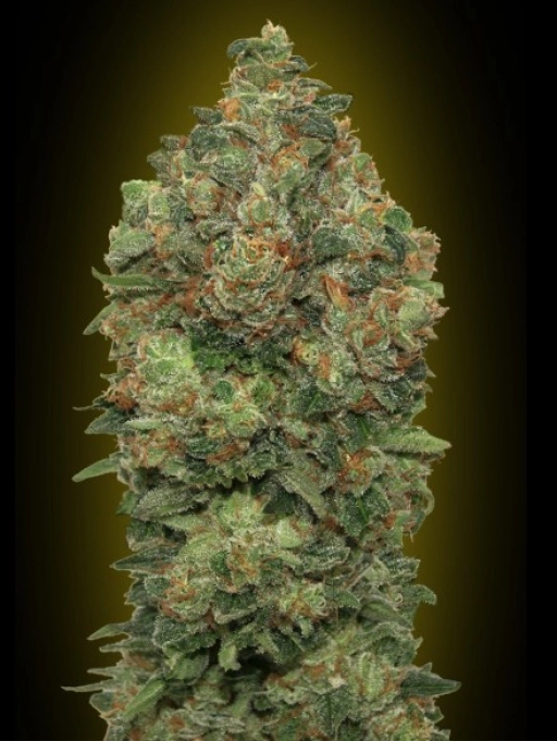 Critical Soma Auto Auto Seeds Advanced Seeds