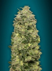 Afghan Skunk Auto Auto Seeds Advanced Seeds