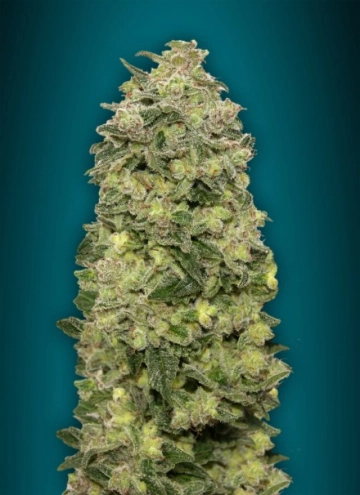 Afghan Skunk Auto Auto Seeds Advanced Seeds