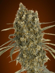 Jack Herer Auto Auto Seeds Advanced Seeds