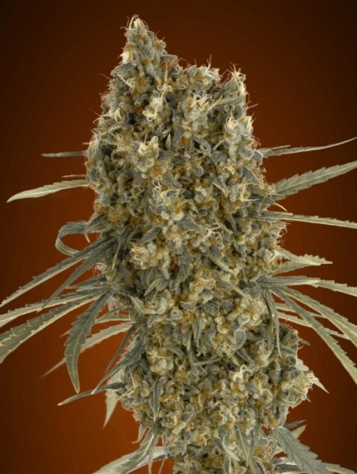 Jack Herer Auto Auto Seeds Advanced Seeds