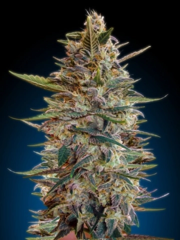 Blue Diesel Auto Auto Seeds Advanced Seeds