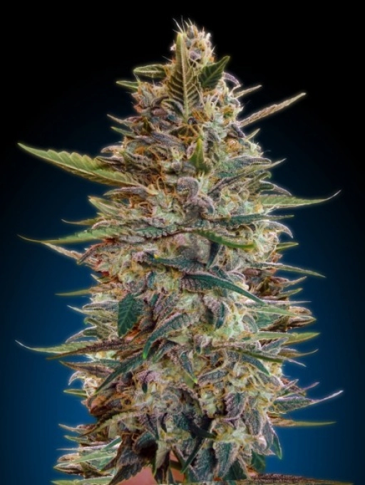 Blue Diesel Auto Auto Seeds Advanced Seeds