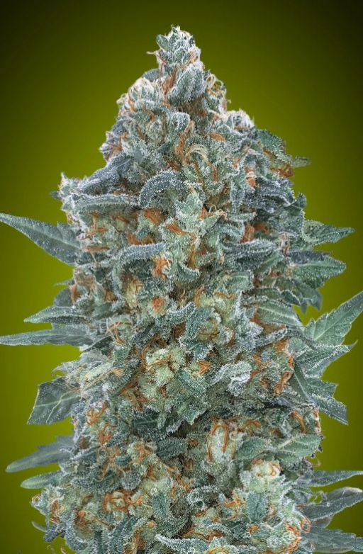 Critical Lemon CBD Auto Auto Seeds Advanced Seeds