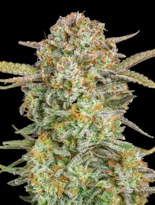 Bruce Banner XXL Auto Auto Seeds Advanced Seeds