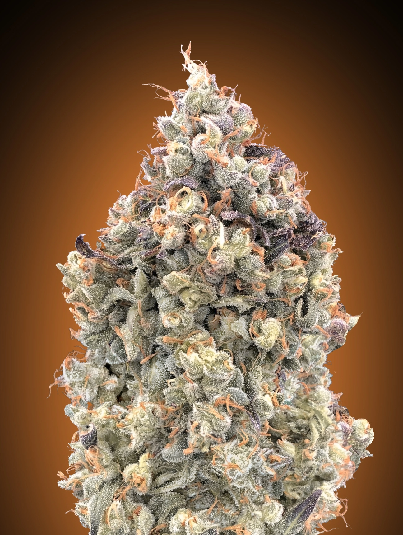 Watermelon OG Auto Auto Seeds Advanced Seeds