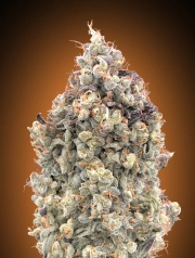 Watermelon OG Auto Auto Seeds Advanced Seeds