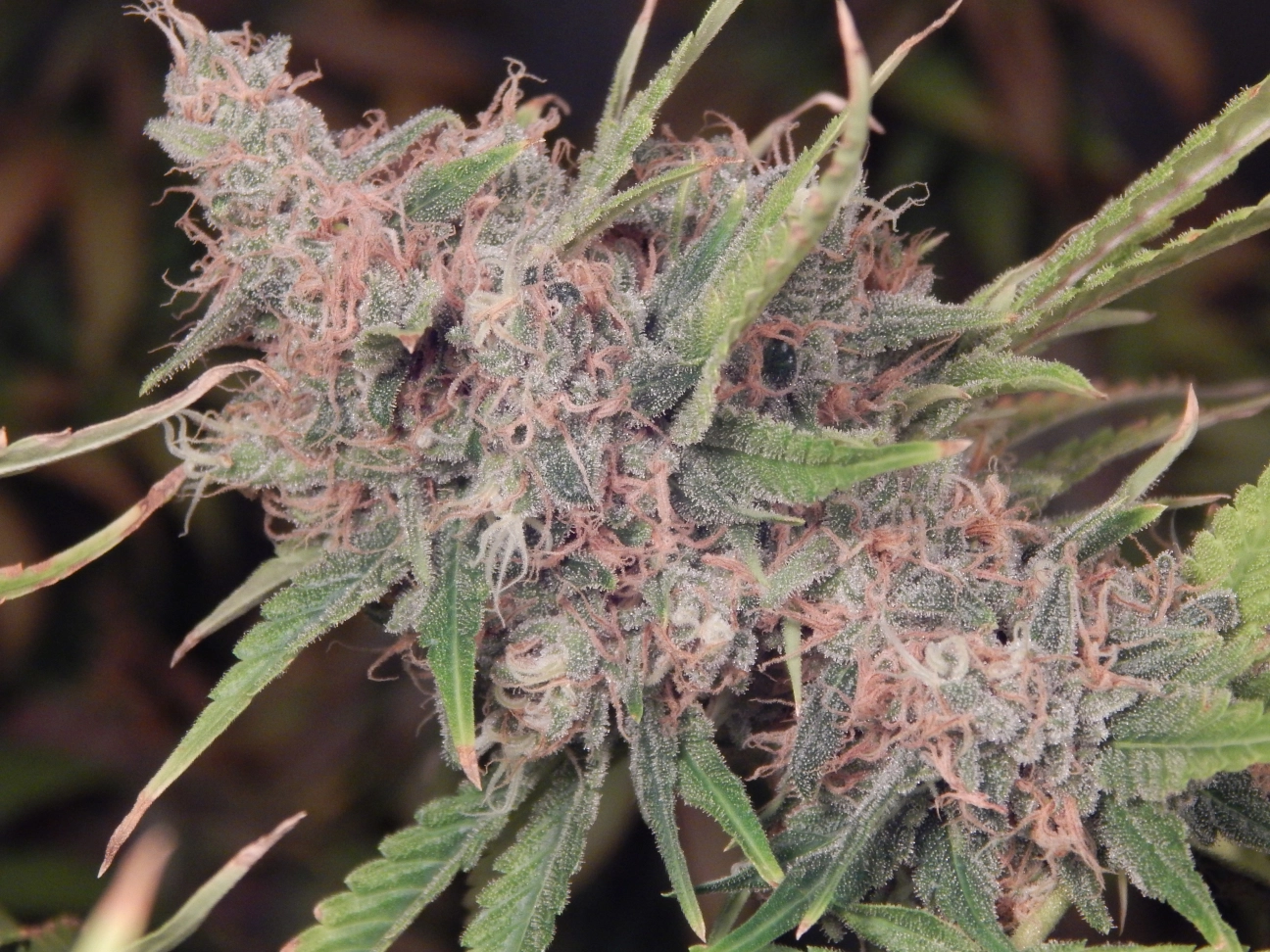 GOLD LINE Purple Caper Regular Seeds Purple Caper Seeds
