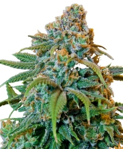 Automatic AK Female – Advanced Genetics Seeds – Autoflowering – Product view 3