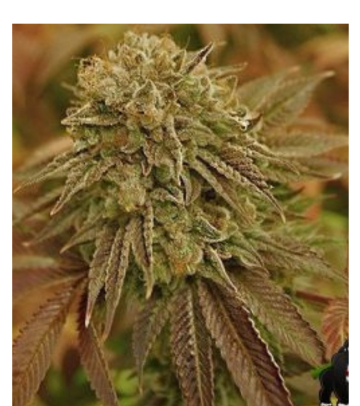 Automatic AK Female cannabis plants in bloom, grown from Automatic seeds – ideal for home cultivation from Advanced Genetics Seeds