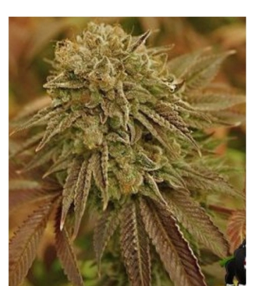 Automatic AK Female cannabis plants in bloom, grown from Automatic seeds – ideal for home cultivation from Advanced Genetics Seeds