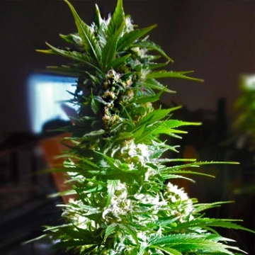 CBD Mass cannabis plants in bloom, grown from Feminized seeds – ideal for home cultivation from Advanced Genetics Seeds