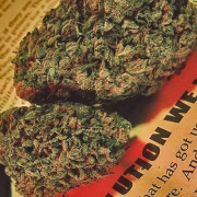 Honeysuckle cannabis plants in bloom, grown from Feminised seeds – ideal for home cultivation from Advanced Female Seeds