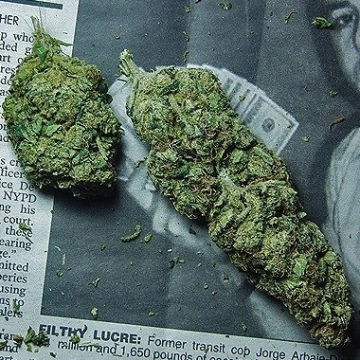 Ice Breaker cannabis plants in bloom, grown from Feminized seeds – ideal for home cultivation from Advanced Genetics Seeds