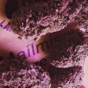 Knockout cannabis plants in bloom, grown from Feminized seeds – ideal for home cultivation from Advanced Genetics Seeds