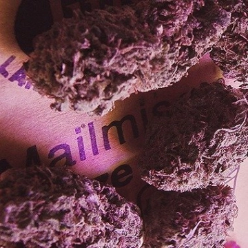 Knockout cannabis plants in bloom, grown from Feminized seeds – ideal for home cultivation from Advanced Genetics Seeds