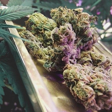 Northern High Lights cannabis plants in bloom, grown from Feminized seeds – ideal for home cultivation from Advanced Genetics Seeds