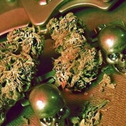 Pineapple Chunk cannabis plants in bloom, grown from Feminized seeds – ideal for home cultivation from Advanced Genetics Seeds