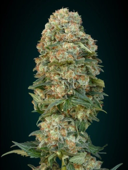 Afghan Skunk – Advanced Seeds – Feminized