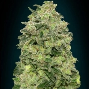 Auto Afghan Skunk cannabis plants in bloom, grown from Automatic seeds – ideal for home cultivation from Advanced Seeds